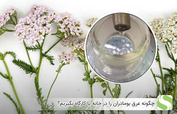 چگونه عرق بومادران را در خانه یا کارگاه بگیریم؟ - اندیشه سبز