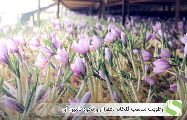 رطوبت مناسب گلخانه زعفران و نحوه تامین آن - اندیشه سبز