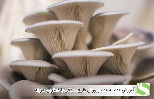 آموزش قدم به قدم پرورش قارچ صدفی با کمترین هزینه - اندیشه سبز