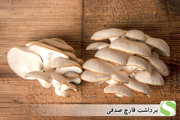 برداشت قارچ صدفی - اندیشه سبز