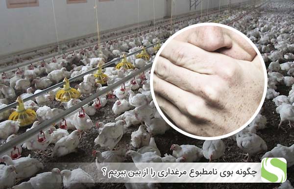 چگونه بوی نامطبوع مرغداری را از بین ببریم ؟ - اندیشه سبز