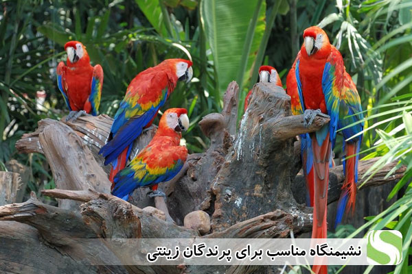 نشیمنگاه مناسب برای پرندگان زینتی - اندیشه سبز