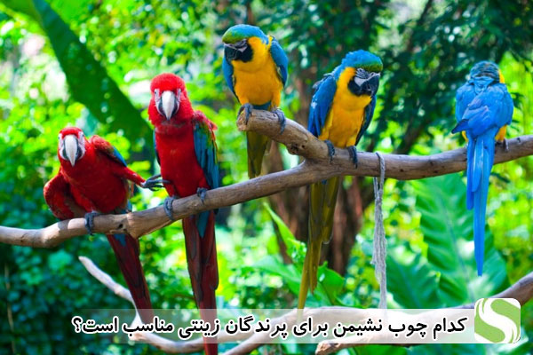 کدام چوب نشیمن برای پرندگان زینتی مناسب است؟ - اندیشه سبز