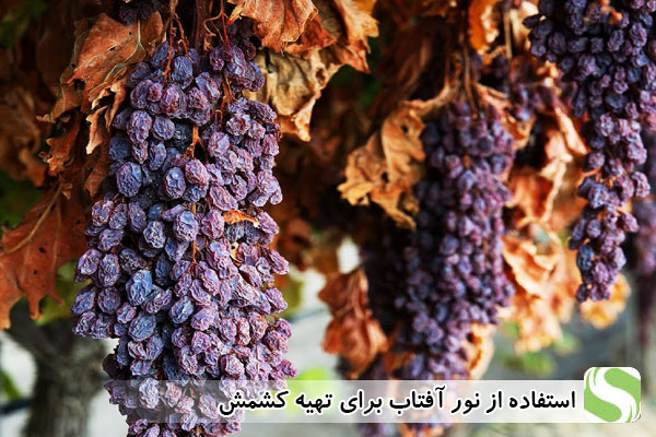 استفاده از نور آفتاب برای تهیه کشمش - اندیشه سبز