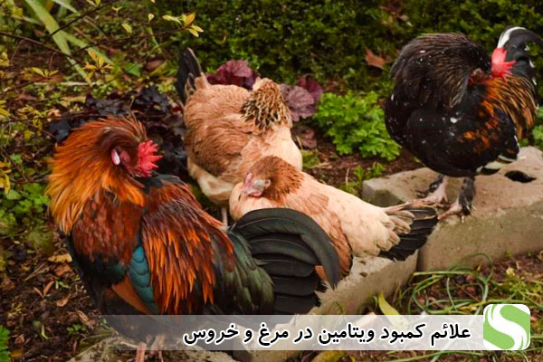 علائم کمبود ویتامین در مرغ و خروس - اندیشه سبز