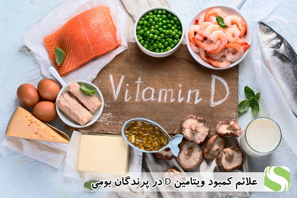 علائم کمبود ویتامین D در پرندگان بومی - اندیشه سبز