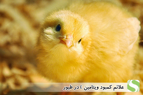 علائم کمبود ویتامین E در طیور - اندیشه سبز
