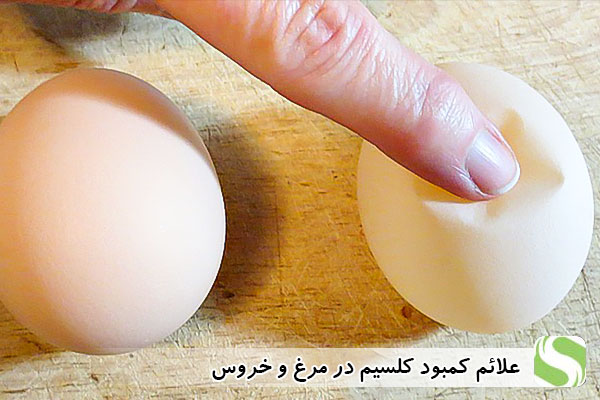 علائم کمبود کلسیم در مرغ و خروس - اندیشه سبز