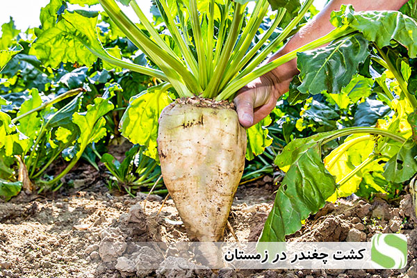 کشت چغندر در زمستان - اندیشه سبز