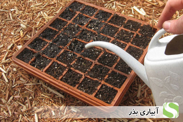 آبیاری بذر - اندیشه سبز