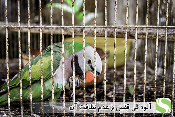 آلودگی قفس و عدم نظافت آن - اندیشه سبز