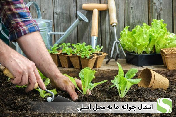 انتقال جوانه ها به محل اصلی - اندیشه سبز