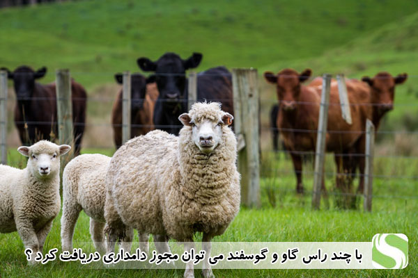 با چند راس گاو و گوسفند می توان مجوز دامداری دریافت کرد؟ - اندیشه سبز