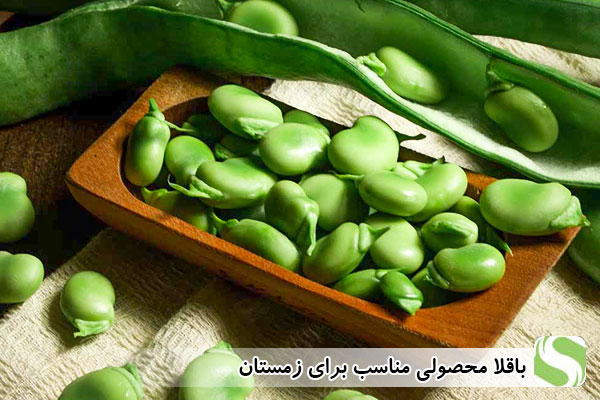 باقلا محصولی مناسب برای زمستان - اندیشه سبز