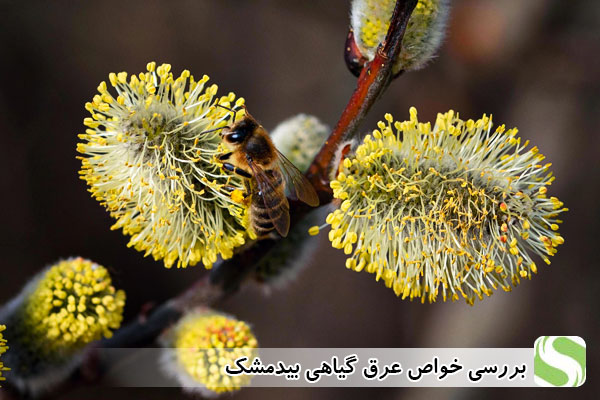 بررسی خواص عرق گیاهی بیدمشک - اندیشه سبز