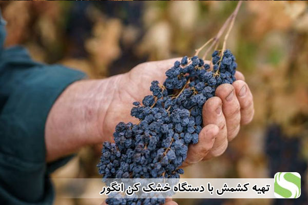 تهیه کشمش با دستگاه خشک کن انگور- اندیشه سبز