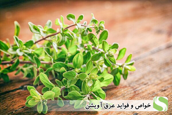 خواص و فواید عرق آویشن - اندیشه سبز