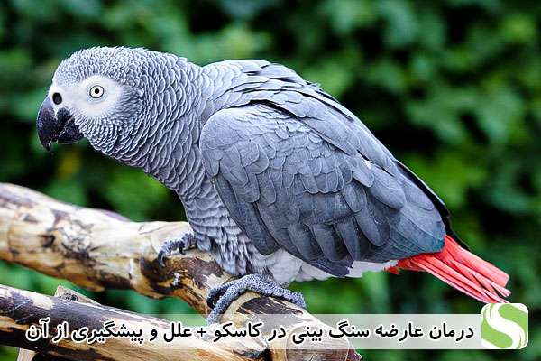 درمان عارضه سنگ بینی در کاسکو علل و پیشگیری از آن - اندیشه سبز