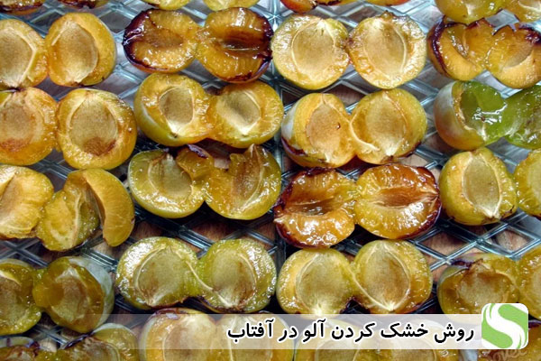 روش خشک کردن آلو در آفتاب - اندیشه سبز