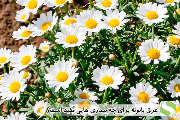 عرق بابونه برای چه بیماری هایی مفید است؟ - اندیشه سبز