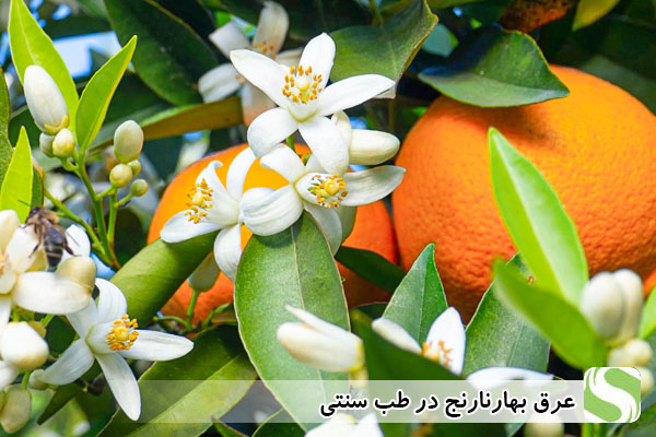 عرق بهار نارنج در طب سنتی - اندیشه سبز