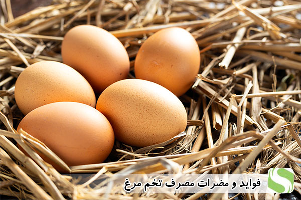تخم مرغ چه فواید و مضراتی دارد - اندیشه سبز