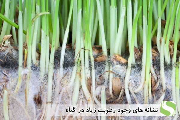 نشانه های وجود رطوبت زیاد در گیاه -اندیشه سبز