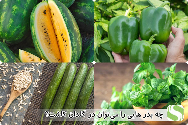چه بذر هایی را می توان در گلدان کاشت؟ - اندیشه سبز