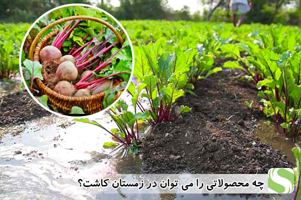 چه محصولاتی را می توان در زمستان کاشت؟ - اندیشه سبز