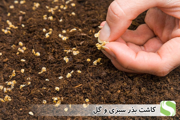 کاشت بذر سبزی و گل - اندیشه سبز