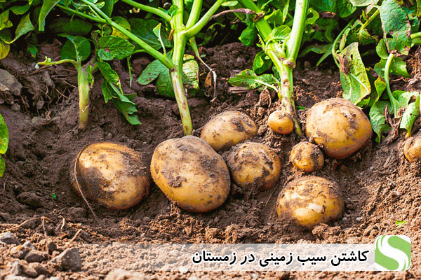 کاشتن سیب در زمستان - اندیشه سبز