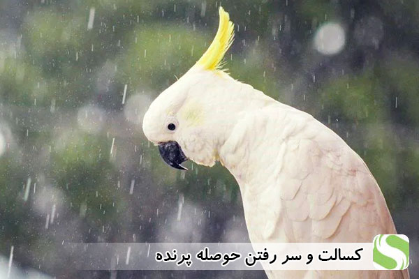کسالت و سر رفتن حوصله پرنده - اندیشه سبز