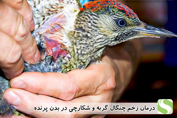 درمان زخم چنگال گربه و شکارچی در بدن پرنده - اندیشه سبز