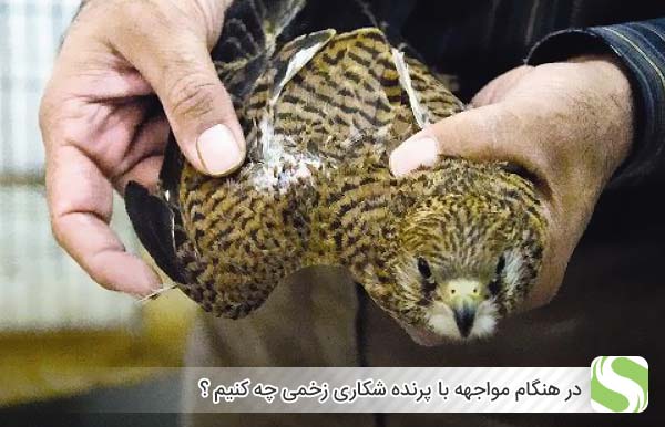در هنگام مواجهه با پرنده شکاری زخمی چه کنیم ؟ - اندیشه سبز