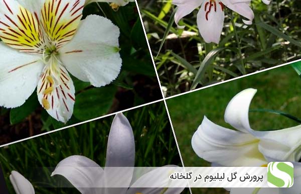 پرورش گل لیلیوم در گلخانه - اندیشه سبز