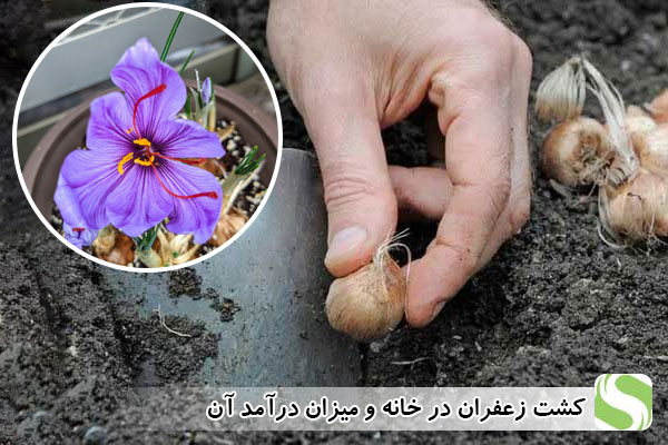 کشت زعفران در خانه و میران درآمد آن - اندیشه سبز