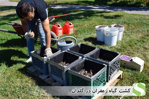کشت گیاه رعفران در گلدان - اندیشه سبز