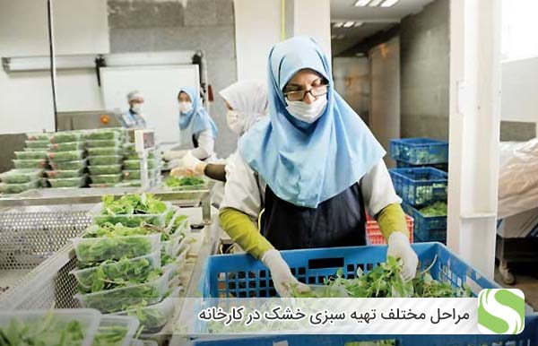 مراحل مختلف تهیه سبزی خشک در کارخانه - اندیشه سبز