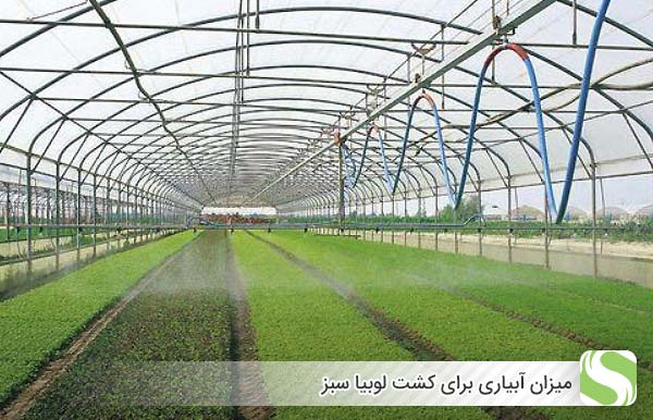 میزان آبیاری برای کشت لوبیا سبز - اندیشه سبز