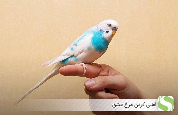 اهلی کردن مرغ عشق - اندیشه سبز