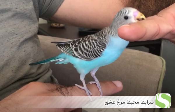 شرایط محیط مرغ عشق - اندیشه سبز