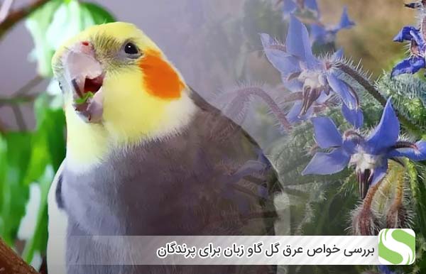 بررسی خواص عرق گل گاو زبان برای پرندگان - اندیشه سبز