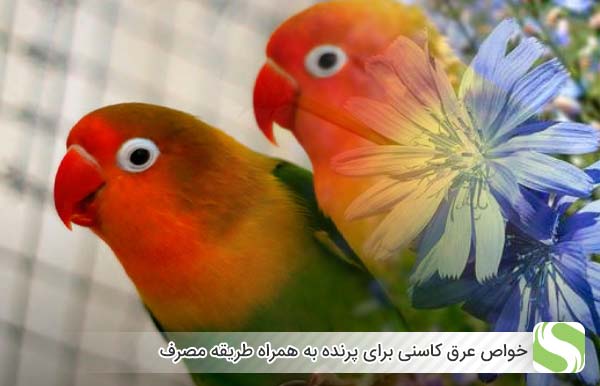خواص عرق کاسنی برای پرنده به همراه طریقه مصرف - اندیشه سبز