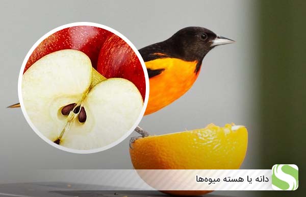 دانه یا هسته میوه‌ها - اندیشه سبز