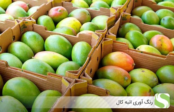 رنگ آوری انبه کال - اندیشه سبز