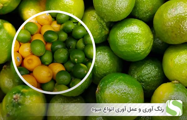 رنگ آوری و عمل آوری انواع میوه - اندیشه سبز