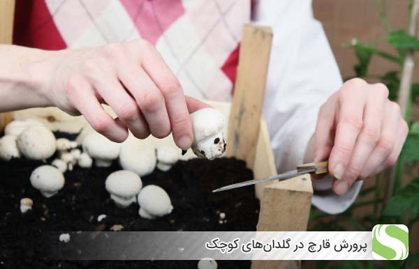 پرورش قارچ در گلدان‌های کوچک - اندیشه سبز