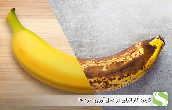 کاربرد گاز اتیلن در عمل آوری میوه ها - اندیشه سبز