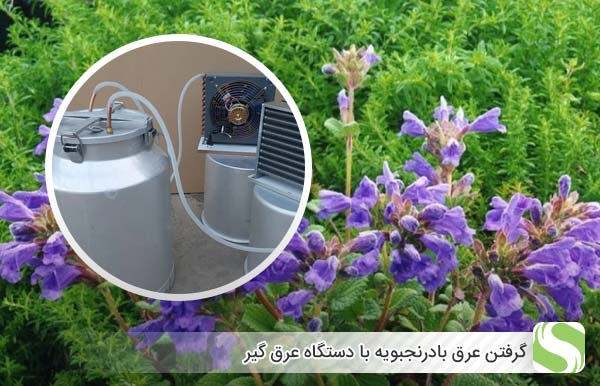 گرفتن عرق بادرنجبویه با دستگاه عرق گیر - اندیشه سبز