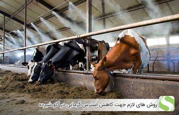 روش های لازم جهت کاهش استرس گرمایی در گاو شیرده - اندیشه سبز